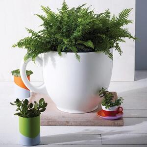 Tea Cup Planter